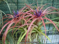 Tillandsia abdita