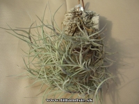 Tillandsia capillaris trsy