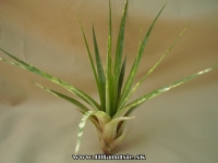 Tillandsia fasciculata var.tricolor