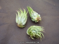 Tillandsia ionantha var. stricta