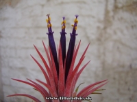 Tillandsia ionantha var.ionantha