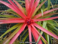 Tillandsia multiflora