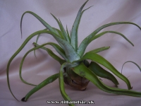 Tillandsia streptophylla