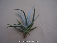 Tillandsia xiphioides 