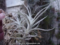 Tillandsia tectorum