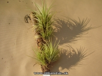 Tillandsia tenuifolia var.surinamensis