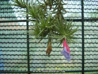 Tillandsia aeranthos 