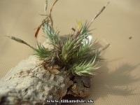 Tillandsia tricholepis