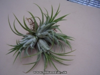 Tillandsia ionantha var.rubra trsy