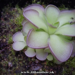 Pinguicula cyclosecta