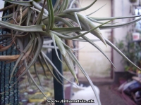 Tillandsia xiphioides X Tillandsia albertiana