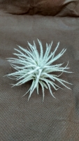 Tillandsia tectorum ,,Snow,, S